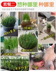 Pvy有机土水培猫草种子5包 1包营养土 什么值得买