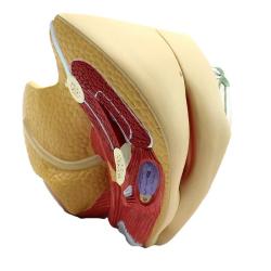 颐诺enovomedicalmodel医学人体女性生殖系统模型子宫模型