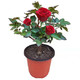 海然家庭 玫瑰花苗盆栽 红玫瑰 5年苗