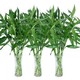 HKPZ 富贵竹水培植物  60cm 5支