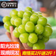 京东PLUS会员专享:阳光玫瑰葡萄/提子  日本品种香印  净重1斤 *4件
