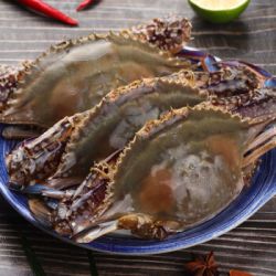 鲜活速冻梭子蟹母蟹4斤