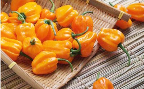 辣椒王黄灯笼辣椒