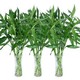 HKPZ 富贵竹水培植物  60cm 5支