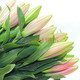 京东PLUS会员：云南香水百合鲜花 花束10朵 送保鲜剂