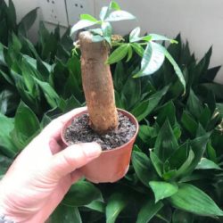 发财树盆栽 爱思顿发财树盆栽室内原土原盆 什么值得买