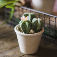 掬涵 盆栽系列 鸾凤玉 仿真仙人掌盆景