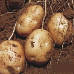 QINHANSHEEP 青汉羊 新鲜土豆 带箱10斤