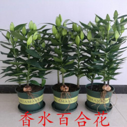 百合花种子 香水百合花种球3个多少钱 什么值得买