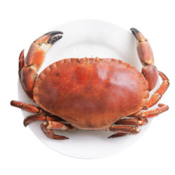 御鲜之王 爱尔兰鲜活面包蟹 大螃蟹 海鲜水产 面包蟹 600-800g/只 2只