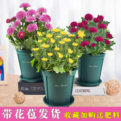 菊花盆栽四季开花球菊带花苞九月菊大苗花卉千头菊乒乓菊室内植物 什么值得买