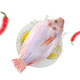 壹条鱻 国产 彩虹鲷鱼 液氮锁鲜 生鲜 三去450g (去腮去鳞去内脏) 1条 火锅烧烤食材 海鲜水产 *4件