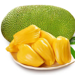 海南菠萝蜜 20-26斤(出果高)
