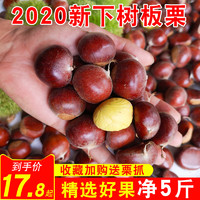 聚划算2020年板栗生新鲜栗子带壳毛栗子5斤板粟批发油栗包邮3斤