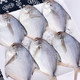 舟山野生银鲳鱼 6斤 (每斤10-12条)