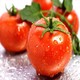 黑土地农家小西红柿番茄生吃蔬菜非圣女果包邮