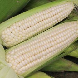 约巢 白糯玉米棒 3斤