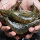 新鲜冷冻青岛基围虾大虾  8-10厘米 4斤