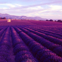 薰衣草种子 紫色 500粒+生根粉+复合肥