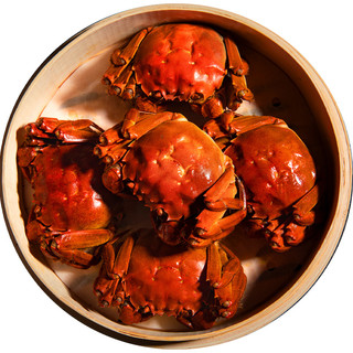 南洋世家鲜活大闸蟹现货 母蟹2.0-2.3两10只装 中秋生鲜礼盒