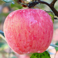 苹果水果10斤新鲜当季陕西红富士一整箱批应季现季现摘丑苹果脆甜