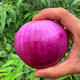 10斤紫皮洋葱批发5斤农家自种现挖圆葱红皮葱头洋葱