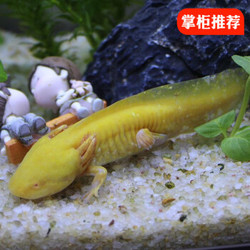 宠以沫鱼活体金鱼活体鱼淡水冷水鱼观赏鱼恐龙鱼黄金龙6件