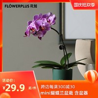 宝藏新品牌：FlowerPlus花加土培mini蝴蝶兰盆栽摆件清新空气可开花绿植包邮