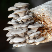 10月10 日0点家庭蘑菇种植包平菇种子