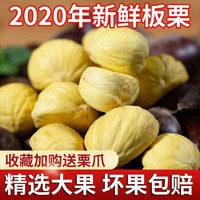 2020新鲜栗子板栗毛栗子板粟批发油栗3斤/5斤