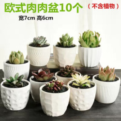 省29元 多肉花盆 爱思顿大花盆陶瓷批发特大号带托盘欧式多肉组合10个多少钱 什么值得买
