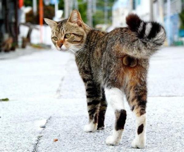 猫蛋蛋写真集 日文原版 报价价格评测怎么样 什么值得买 猫蛋蛋写真集 日文原版 报价价格评测怎么样 什么值得买