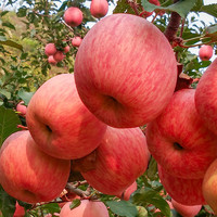 HOMES/红富士 烟台苹果 5斤