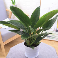 斯宝路 绿公主大叶金钻 20-25cm 白色花盆