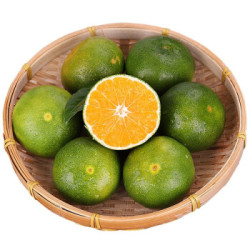 金茗湖 青皮桔子 5斤大果