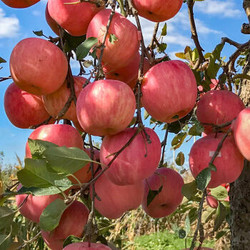 约巢烟台红富士苹果水果新鲜 3斤小果