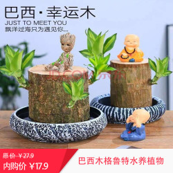 巴西木格鲁特水养开花盆栽 水培 绿植