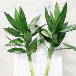玻璃花瓶 O719 富贵竹观音竹3支 塑料杯装 普通多少钱 什么值得买
