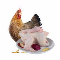 清远鸡新鲜鸡肉 谷饲老母鸡农家土鸡一年 整鸡 杀前约2.3斤/只 *2件