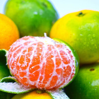 约巢宜昌蜜桔新鲜橘子水果特早熟蜜橘当季无籽青皮桔子柑桔子水果 5斤大果(精选)
