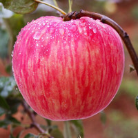 金真安 洛川红富士苹果 带箱约2.5kg