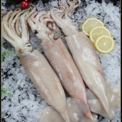 悦君心鲜活整只新鲜鲜鱿鱼10斤