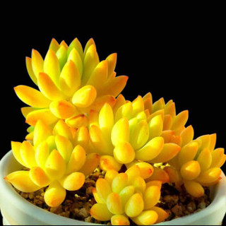 轩林美 多肉植物盆栽 黄美人(单头3-5cm)