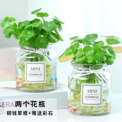 FOLOMODO 水培植物铜钱草套装 mini瓶2个+铜钱草根茎+彩石