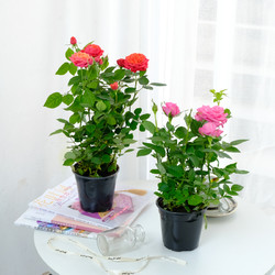 大花型月季玫瑰盆栽果汁阳台带花苞四季开花庭院阳台绿植花卉