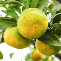 约巢橘子新鲜早熟蜜桔柑橘薄皮无籽 3斤 实惠经济装