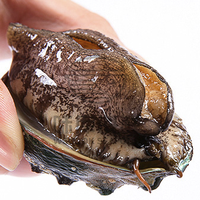 wecook 味库 鲜活鲍鱼 0.5kg 10-12头