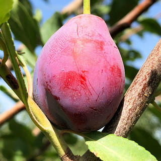 新疆红梅果图片