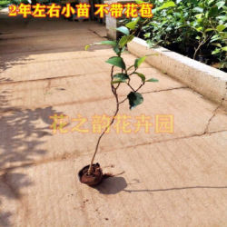 含笑花盆栽浓香型花卉易活四季常青绿植庭院植物耐寒花卉含笑树苗 2年小苗 不含盆