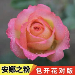 玫瑰花苗盆栽四季开花大花浓香型室内外阳台庭院花卉绿植蔷薇月季 安娜之粉 十年苗4颗